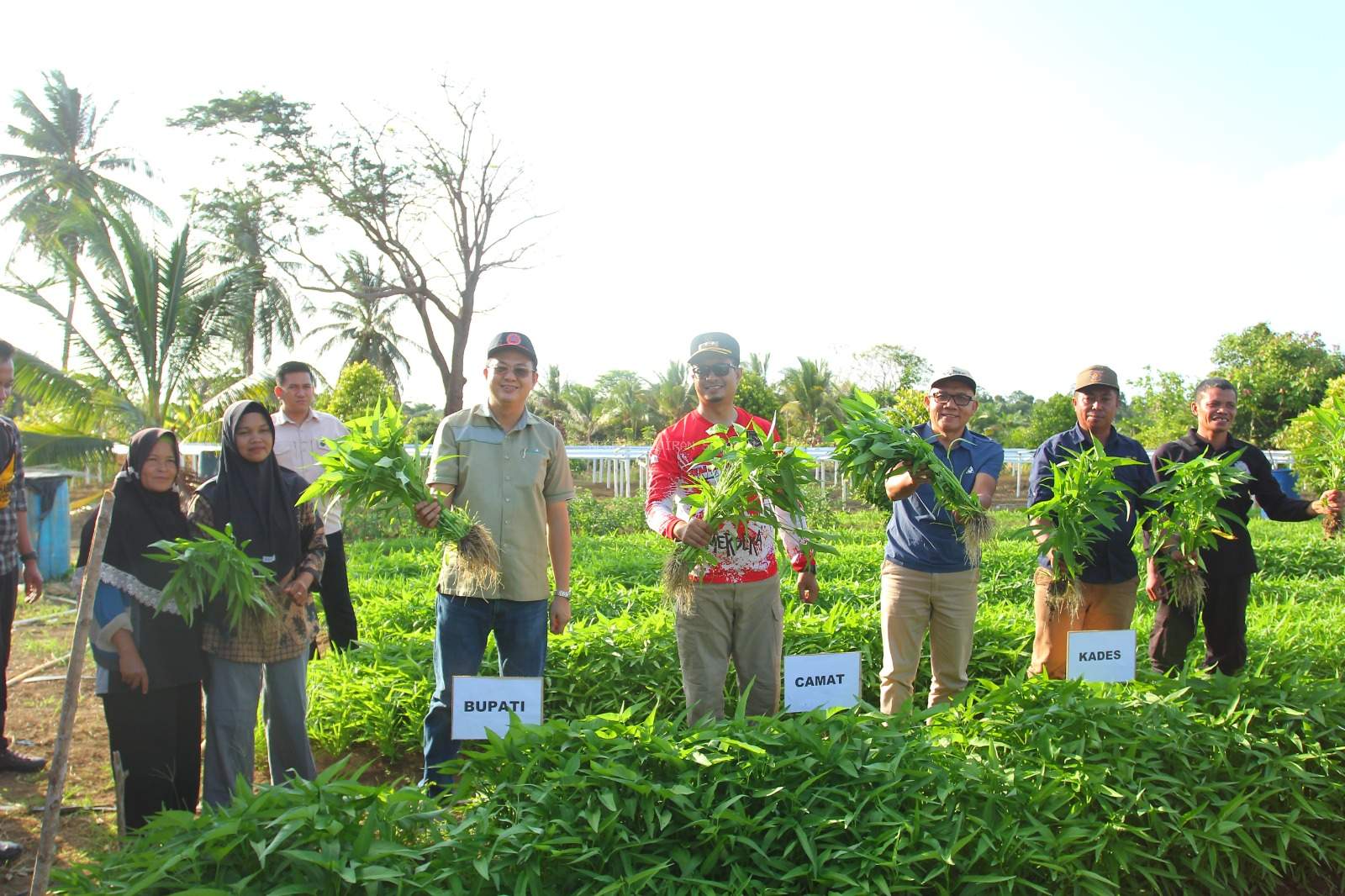 Bupati Bangka Barat Panen Sayur Bersama Masyarakat Teluk Limau